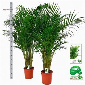 DYPSIS LUTESCENS