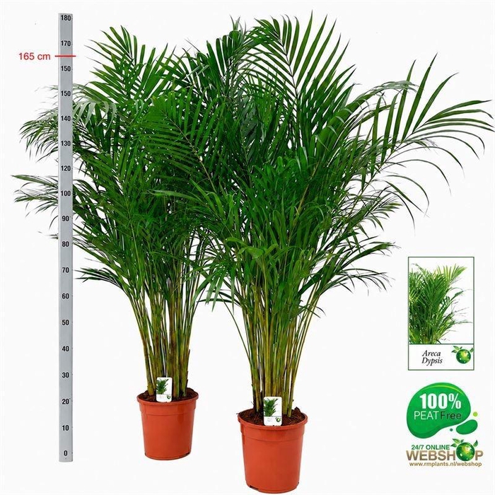 <h4>DYPSIS LUTESCENS</h4>