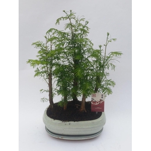 Metasequoia Forest 20 cm + schotel