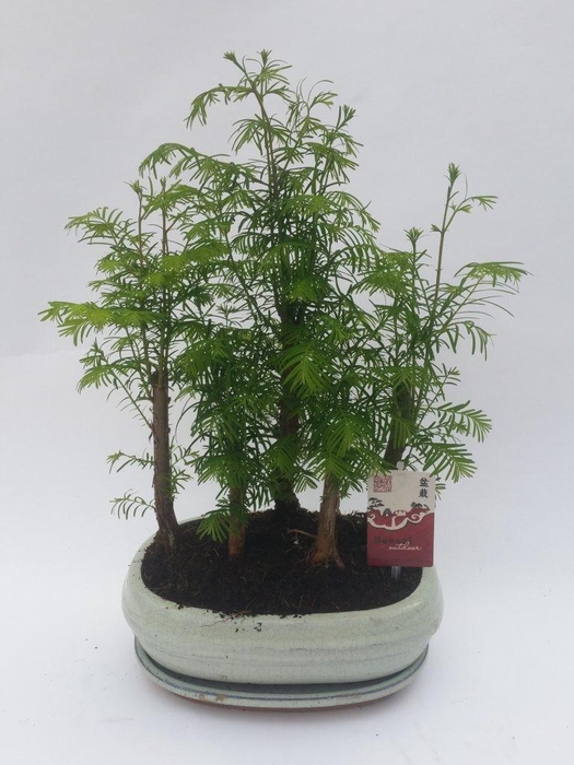 <h4>Metasequoia Forest 20 cm + schotel</h4>