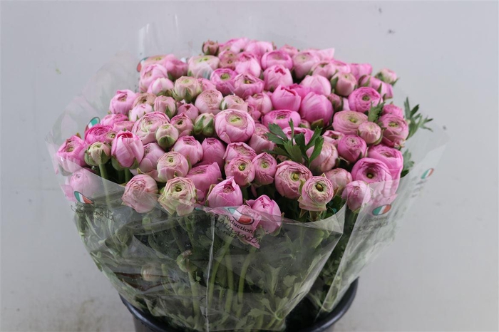 <h4>Ran Elegance Pink</h4>