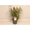 vaste planten 19 cm  Buddleja butterfly Candy Ruby