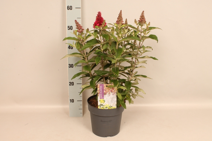 vaste planten 19 cm  Buddleja butterfly Candy Ruby