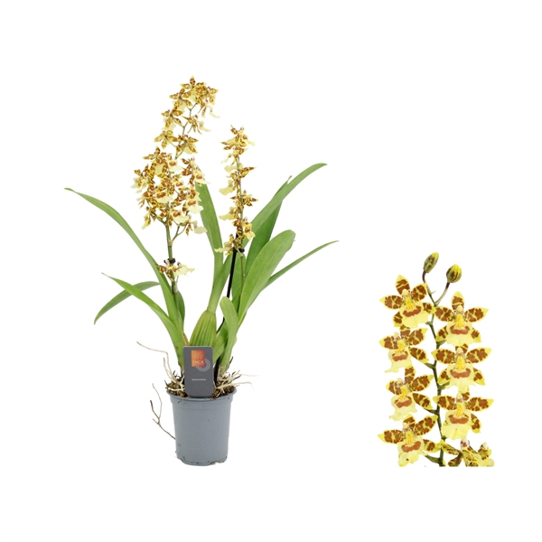 <h4>Inca Cambria Pacific Sunset 2 spike 9cm</h4>