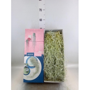 Tillandsia usneoides