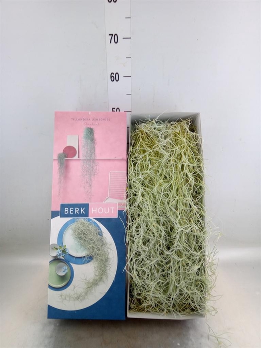 <h4>Tillandsia usneoides</h4>