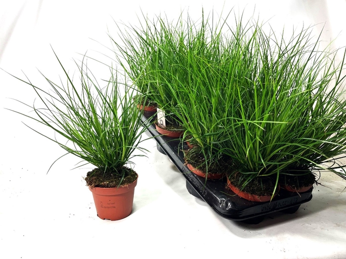 <h4>CAREX BRUNNEA</h4>