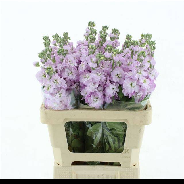 <h4>MATTH FIGARO L ROSE</h4>