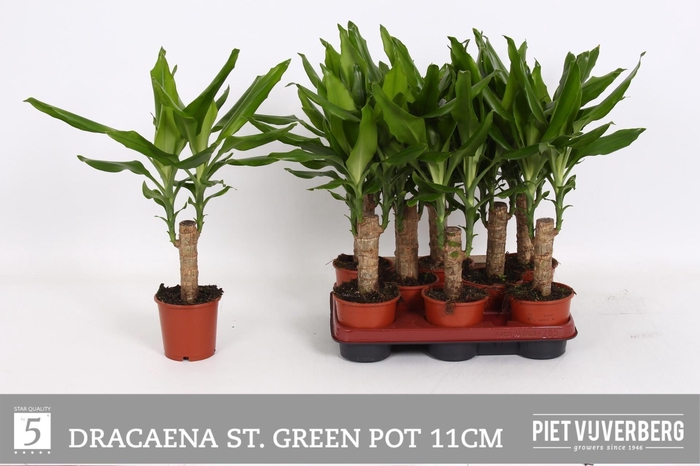 <h4>DRA FRAG STEUDNERI</h4>