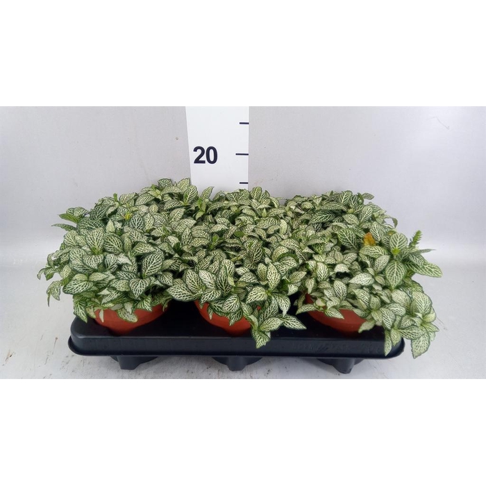 <h4>Fittonia 'Mosaic White Forest Fla'</h4>
