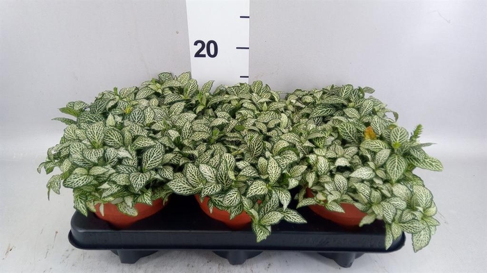 Fittonia  'Mosaic White Forest Fla'