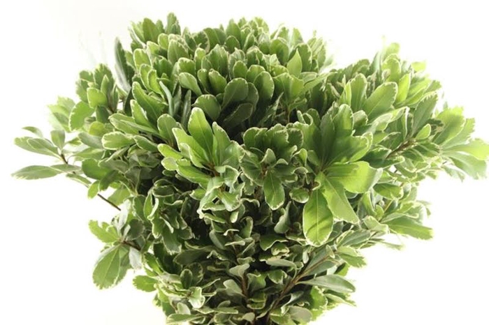 Pittosporum Ilan 60 Cm Extra