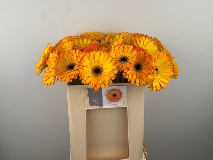 <h4>GE GR CATWALK</h4>