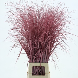 Siergras Klb Roze (2pack X75stems In Fust)