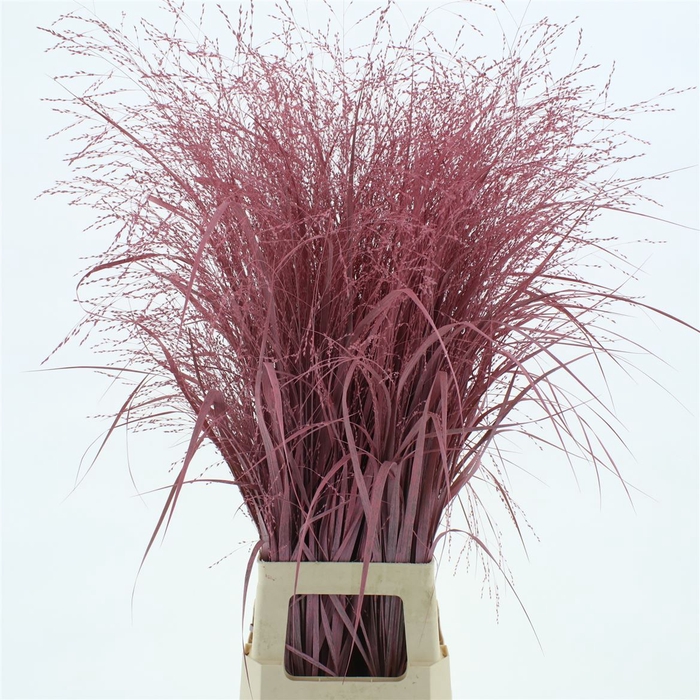 <h4>Siergras Klb Roze (2pack X75stems In Fust)</h4>