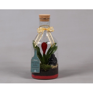 Green Bottle Fles Small met Bromelia en buddha