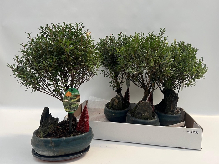 <h4>EUGENIA UNIFLORA</h4>