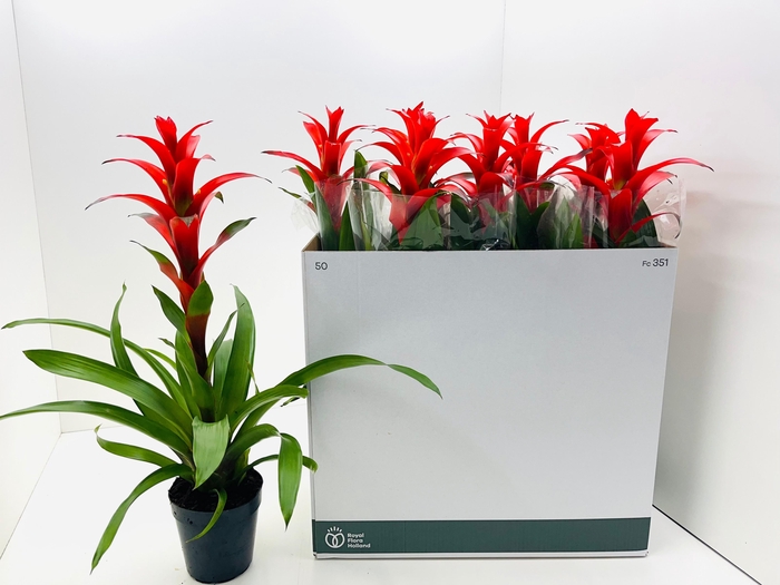 <h4>GUZM ALLURA</h4>