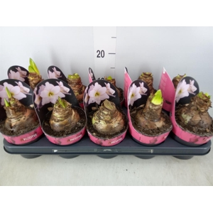 Hippeastrum DI 'Picotee'