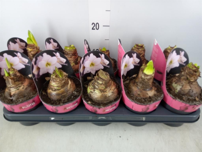 <h4>Hippeastrum DI 'Picotee'</h4>