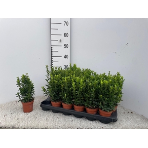EUONYMUS JA GR SPIRE