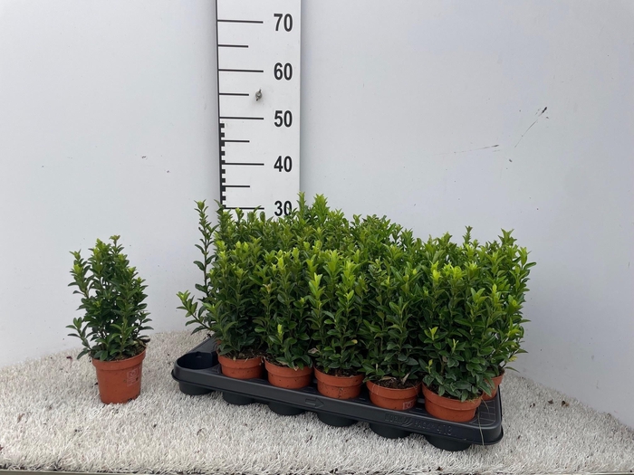 <h4>EUONYMUS JA GR SPIRE</h4>