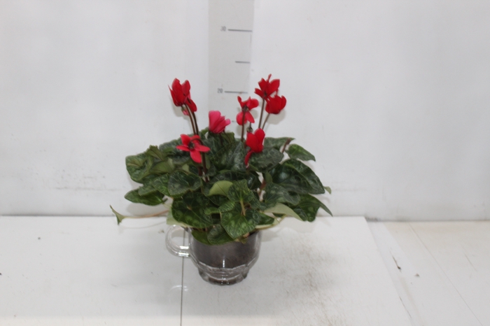 <h4>COQ. PLANTAS ORN. T3</h4>
