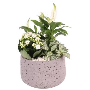 Yearround Indoor Special: Deep Forest Nº367 ø15cm 3PP