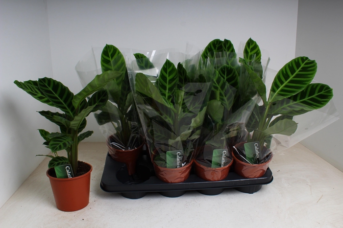 <h4>CALAT ZEBRINA</h4>