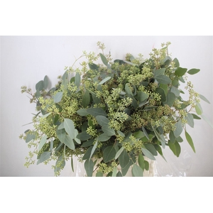Euca Populus Berry 300gr P Bunch