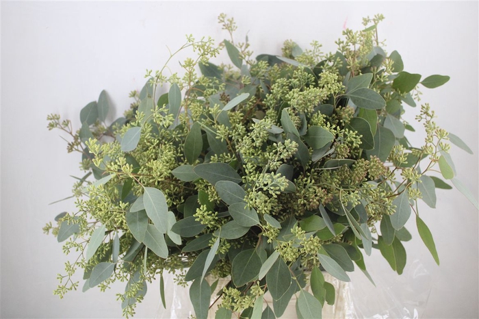 <h4>Euca Populus Berry 300gr P Bunch</h4>