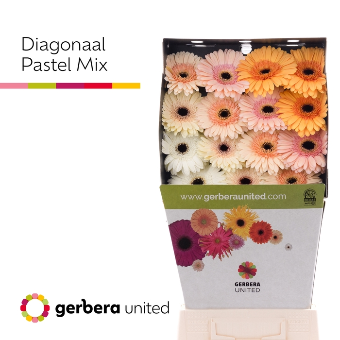 <h4>Gerbera Mix Pastel Diamond per kaart</h4>