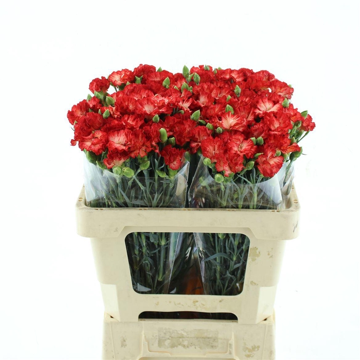 <h4>Di Tr Simply Orange Extra</h4>