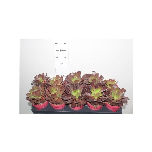 <h4>Aeonium Ab Velours</h4>