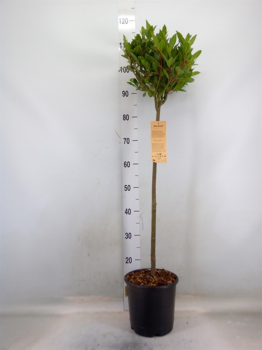 <h4>Laurus nobilis</h4>