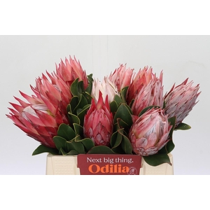 Protea Cynaroides