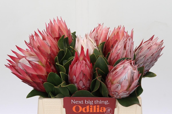 <h4>Protea Cynaroides</h4>