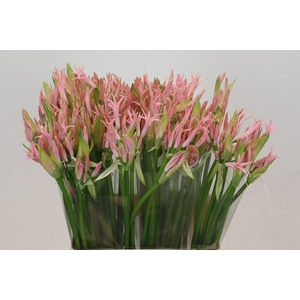 Nerine Vesta K