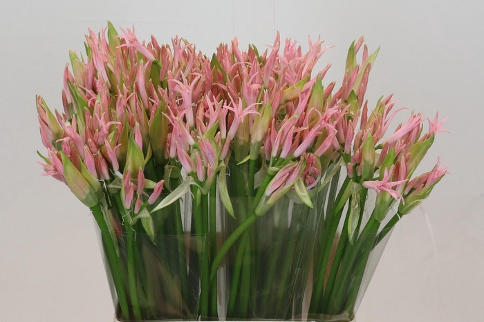 <h4>Nerine Vesta K</h4>