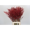 Bromelia Red Paloma