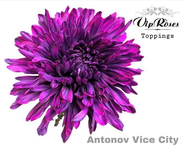 <h4>CHR G ANTONOV KLB H% Vice City</h4>