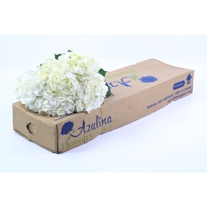 Hydrangea White Premium