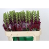 Antirrhinum Opus Red