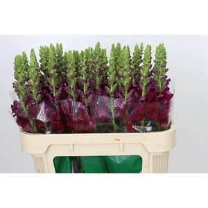Antirrhinum Opus Red