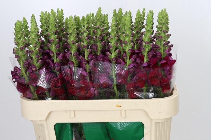 <h4>Antirrhinum Opus Red</h4>