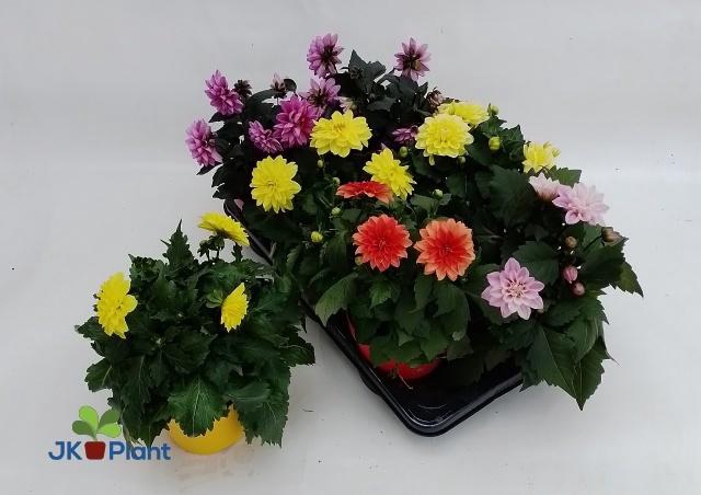 <h4>DAHL HYPNO GEM</h4>