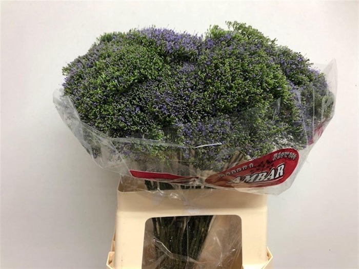 <h4>TRACH BLUE SHINE</h4>