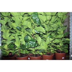FICUS LYRATA BAMBINO P24 COMPACTO