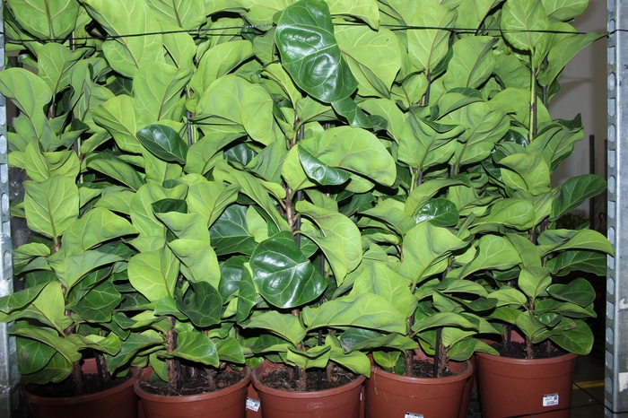 <h4>FICUS LYRATA BAMBINO P24 COMPACTO</h4>