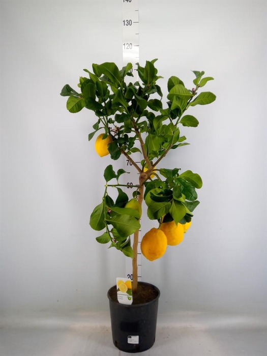 <h4>Citrus   ...</h4>